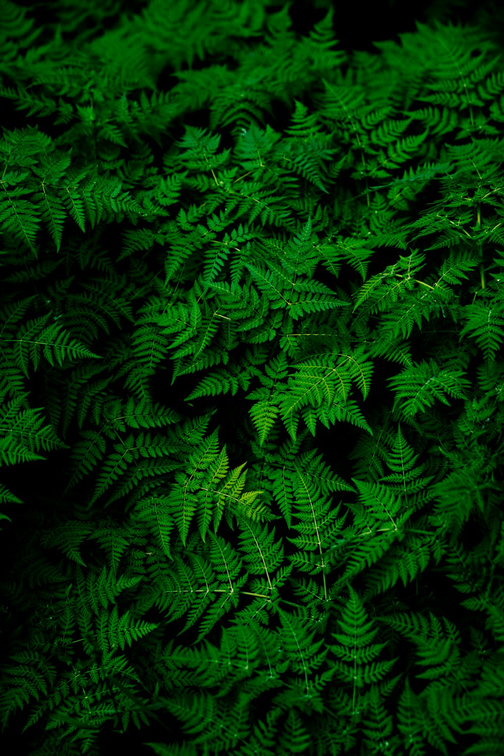 Dense green foliage