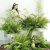 Simulated Fern Plant Wall Material Fern Grass